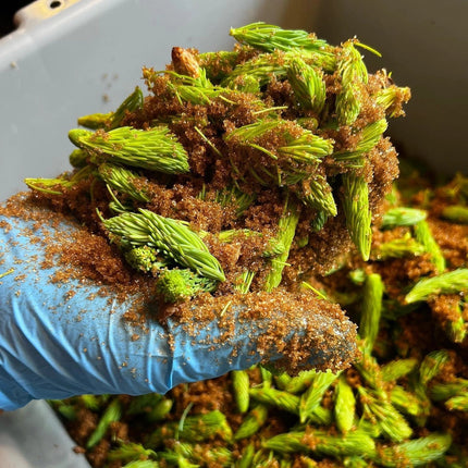 Hand wearing a blue glove holding green spruce tips coated with brown sugar, against a white background.