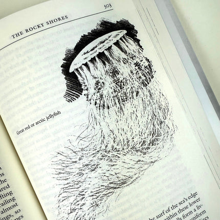 Illustration of a jellyfish on an open book page.
