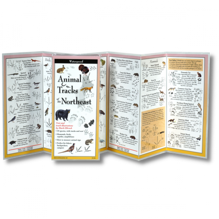 Open folding guide displaying detailed illustrations of animal tracks and scat from 40 species of mammals, birds, and amphibians commonly found in the Northeast.