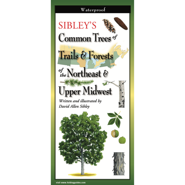 Sibley’s Common Trees of Trails & Forests of the Northeast folding guide cover image featuring trees, branches, acorns, pinecones, and tree bark against a map of the Northeast and Upper Midwestern United States