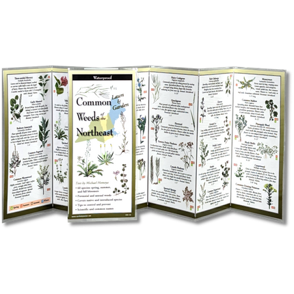 The Common Weeds of the Northeast folding guide unfolded and upright, accordion style, showing the contents of the guide, which has illustrations of weeds with printed information on weeds