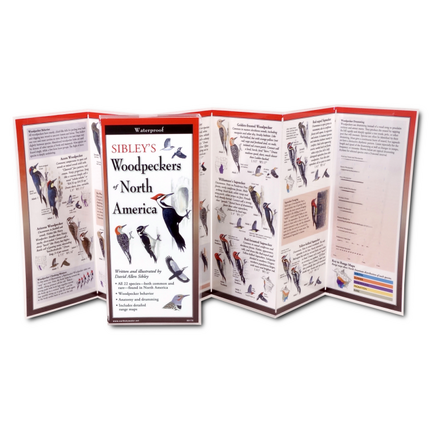 The Sibley’s Woodpeckers of North America folding guide unfolded and upright, accordion style, showing the contents of the guide, which has illustrations and printed information on woodpeckers including different woodpecker species, woodpecker behavior including claw and tongue anatomy, foraging behavior, drumming sonograms.