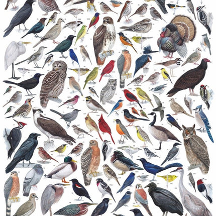 Birds of Eastern and Central North America Jigsaw Puzzle 1000 Piece
