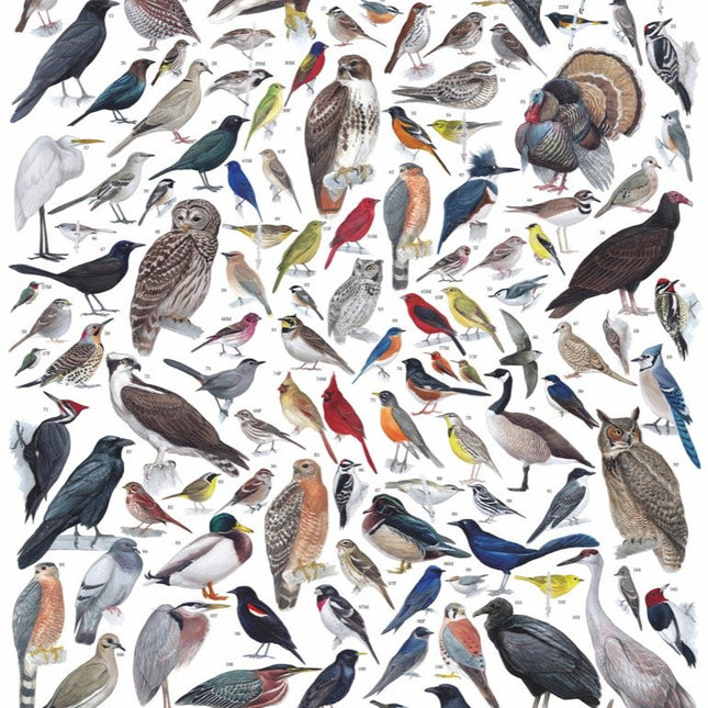 Birds of Eastern and Central North America Jigsaw Puzzle 1000 Piece