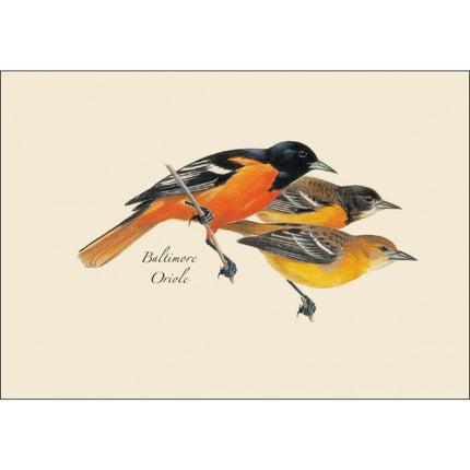 a close up of the art on one of the notecards featuring an illustration of a male and two female Baltimore Orioles showing the variation in color in each