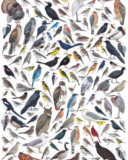 Birds of Western North America Jigsaw Puzzle 1000 Piece