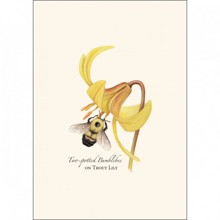 a close up of the art on one of the notecards featuring an illustration of a bumblebee on a trout lily with the text "Two-spotted Bumblebee on trout lily"