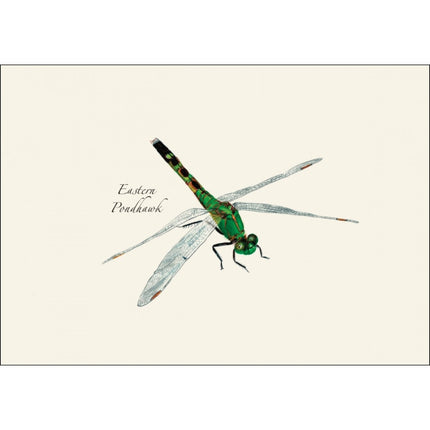 a close up of the art on one of the notecards featuring an illustration of an eastern pondhawk