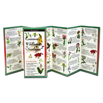 The Common Wildflowers of the Northeast folding guide unfolded and upright, accordion style, showing the contents of the guide, which has illustrations of wildflowers with printed information on wildflowers