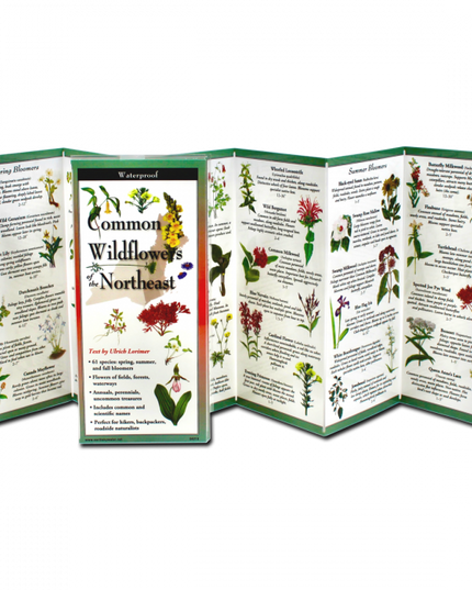 The Common Wildflowers of the Northeast folding guide unfolded and upright, accordion style, showing the contents of the guide, which has illustrations of wildflowers with printed information on wildflowers