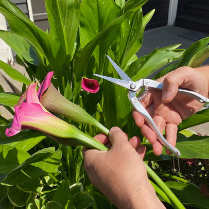 Garden Snips