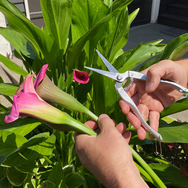 Garden Snips