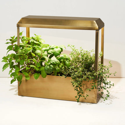 a brass countertop growhouse with sleek modern design and LED grow lights filled with lush leafy herbs