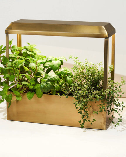 a brass countertop growhouse with sleek modern design and LED grow lights filled with lush leafy herbs