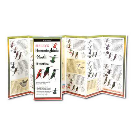 The Sibley’s Hummingbirds of North America folding guide unfolded and upright, accordion style, showing the contents of the guide, which has illustrations and printed information on hummingbirds including different hummingbird species, nesting, and hummingbirds and flowers