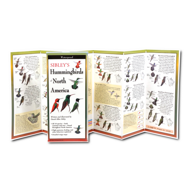 The Sibley’s Hummingbirds of North America folding guide unfolded and upright, accordion style, showing the contents of the guide, which has illustrations and printed information on hummingbirds including different hummingbird species, nesting, and hummingbirds and flowers