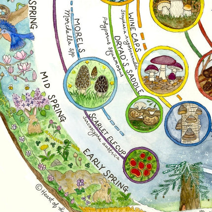 Giclée Art Print - Mushroom Foraging Calendar