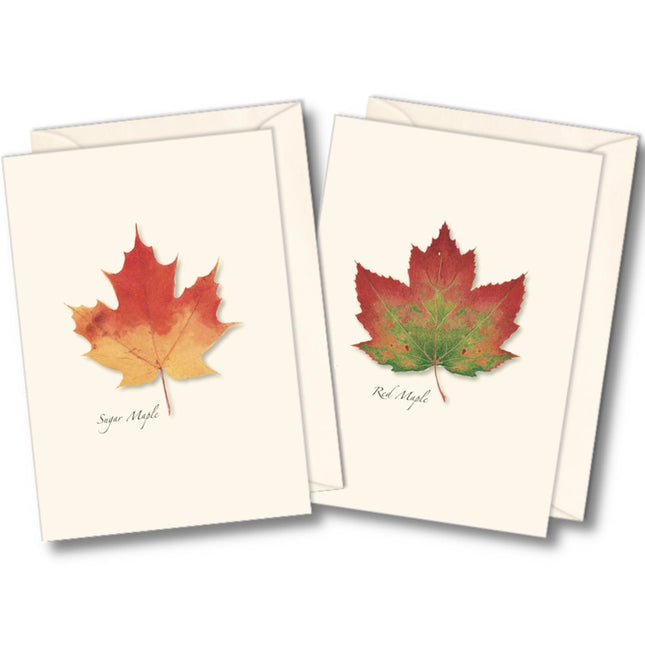The two notecard designs in the Maple Leaf notecard assortment, one featuring a Sugar Maple Leaf, the other has an illustration of a red maple leaf