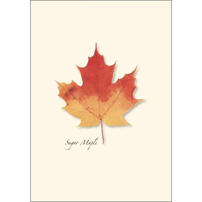 a close up of the art on one of the notecards featuring an illustration of a sugar maple leaf