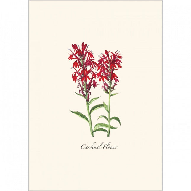 a close up of the art on one of the notecards featuring a Cardinal Flower illustration