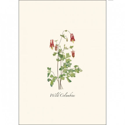 a close up of the art on one of the notecards featuring a Wild Columbine illustration