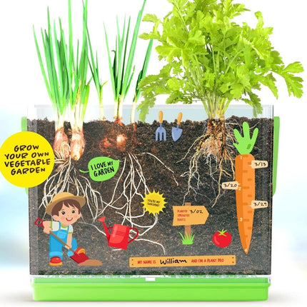 Kids Root Viewer showing the leafy parts of the plants above the soil with the roots visible inside the planter. the planter is adorned with stickers for personalizing it as well as measuring growth