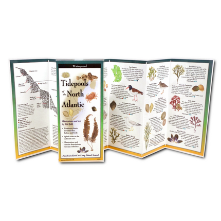 Unfolded, upright image of the Tidepools of the North Atlantic folding guide with illustrations and information common plants, invertebrates, fishes, and birds found in cold water tidepools from Long Island Sound up to Newfoundland, and more for easy identification.