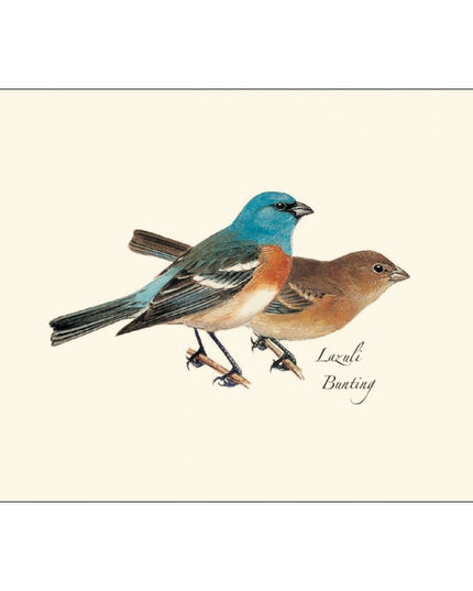a close up of the art on one of the notecards featuring an illustration of a male and female Lazuli Bunting