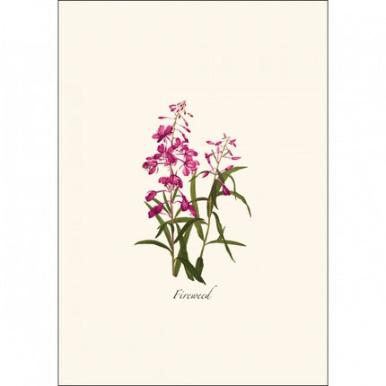a close up of the art on one of the notecards featuring a Fireweed illustration