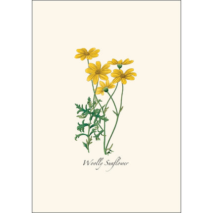 a close up of the art on one of the notecards featuring a Wooly Sunflower illustration