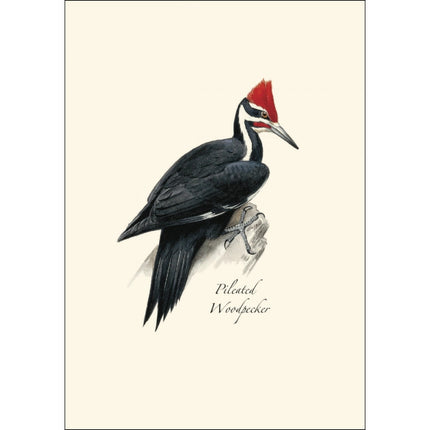 a close up of the art on one of the notecards featuring an illustration of a pileated woodpecker