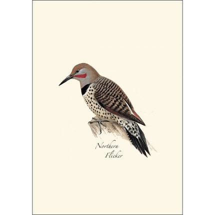 a close up of the art on one of the notecards featuring an illustration of a northern flicker